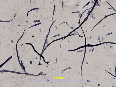 eucalyptus2